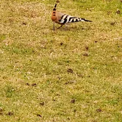 Al Daayen Park - Al Daayen