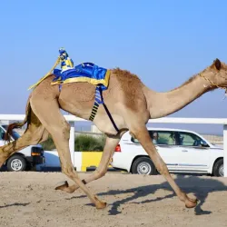 Qatar Camel Racing Track - Al Murrah