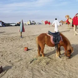 Traditional Bedouin Camps - Al Murrah