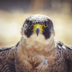 Souq Waqif Falcon Hospital - Al Sadd