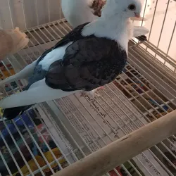 Al Wakrah Fish Market - Al Wakrah