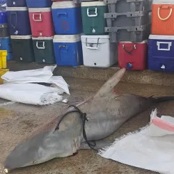 Al Wakrah Fish Market - Al Wakrah