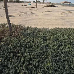 Al Wakrah Beach - Al-wukayr