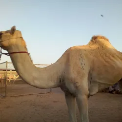 Al Wukair Camel Race Track - Al-wukayr