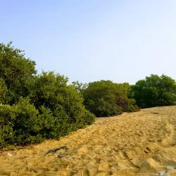 Khor Al Udeid Mangroves - Khor