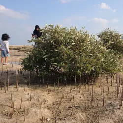 Khor Al Udeid Mangroves - Khor