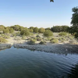 Khor Al Udeid Mangroves - Khor