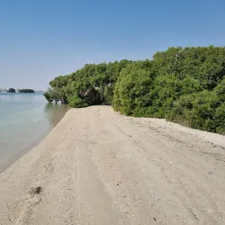 Khor Al Udeid Mangroves - Khor