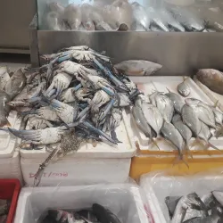 Mesaieed Fish Market - Mesaieed (Musay'id)
