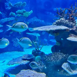 Qatar Petroleum Visitors Center - Mesaieed (Musay'id)