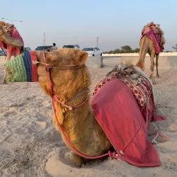 Sealine Beach Resort - Mesaieed (Musay'id)