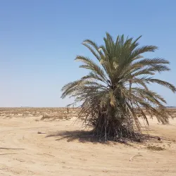 Al Jassasiya Rock Carvings (nearby) - Umm Salal Mohammed