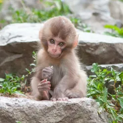 Brazzaville Zoo - Brazzaville