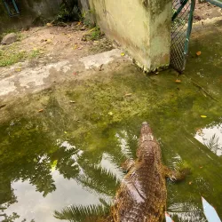 Brazzaville Zoo - Brazzaville