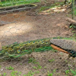 Brazzaville Zoo - Brazzaville