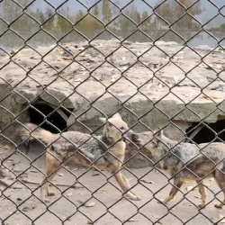 Brazzaville Zoo - Brazzaville