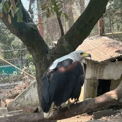 Brazzaville Zoo - Brazzaville