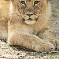 Congo River - Brazzaville