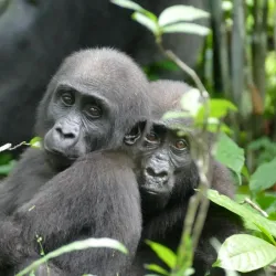 Loango National Park (near Pointe-Noire) - Pointe-Noire