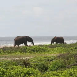 Loango National Park (near Pointe-Noire) - Pointe-Noire