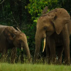 Loango National Park (near Pointe-Noire) - Pointe-Noire