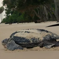Loango National Park (near Pointe-Noire) - Pointe-Noire