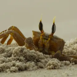 Loango National Park (near Pointe-Noire) - Pointe-Noire
