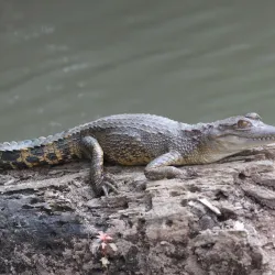 Loango National Park (near Pointe-Noire) - Pointe-Noire