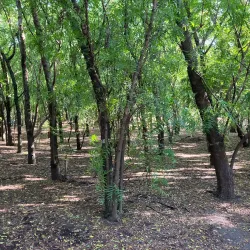 Forêt de l'Étang-Salé - Les Avirons