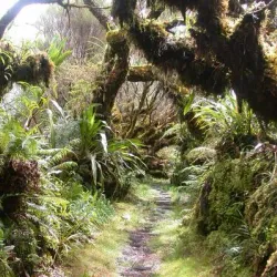 Forêt de Bébour-Bélouve - Saint-Joseph