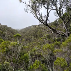 Forêt de Bébour-Bélouve - Saint-Joseph