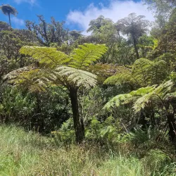 Forêt de Bébour-Bélouve - Saint-Joseph