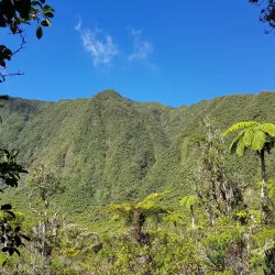 Forêt de Bébour-Bélouve - Saint-Joseph