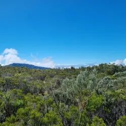 Forêt de Bébour-Bélouve - Saint-Joseph