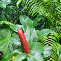 Jardin des Parfums et des Epices - Saint-Joseph