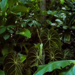 Jardin des Parfums et des Epices - Saint-Joseph