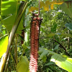 Jardin des Parfums et des Epices - Saint-Joseph