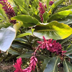 Jardin des Parfums et des Epices - Saint-Joseph