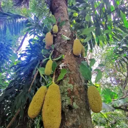 Jardin des Parfums et des Epices - Saint-Joseph