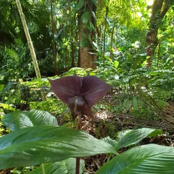 Jardin des Parfums et des Epices - Saint-Joseph