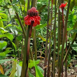 Jardin des Parfums et des Epices - Saint-Joseph