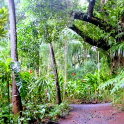 Jardin des Parfums et des Epices - Saint-Joseph