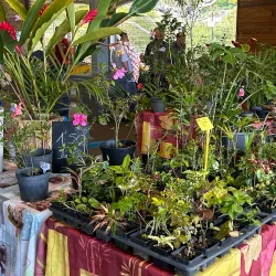 Marché de Saint-Joseph - Saint-Joseph