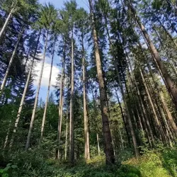 Valea Budului Nature Reserve - Bacau