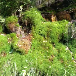 Valea Budului Nature Reserve - Bacau