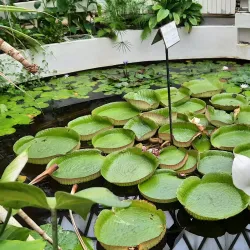 The Botanic Garden of Baia Mare - Baia Mare