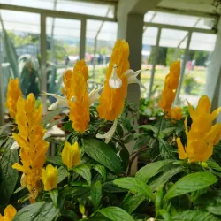 The Botanic Garden of Baia Mare - Baia Mare