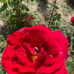 The Ethnographic Park - Barlad