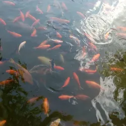 Central Park (Parcul Central) - Bistrita