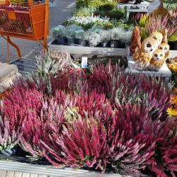 Surrounding Countryside - Bolintin-Vale